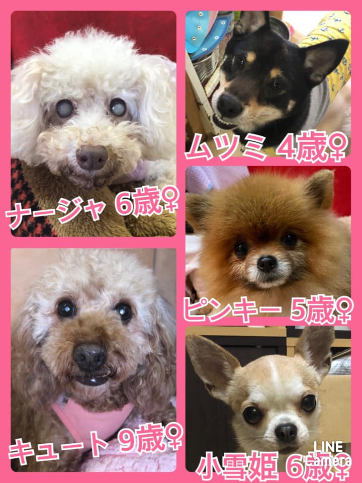 🐾今日の里親様募集中ワンコ🐶＆ニャンコ🐱メンバーです🐾2021,5,18